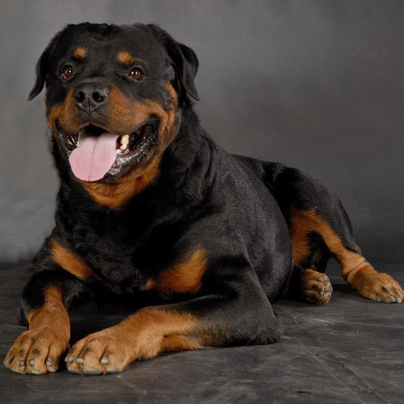 出售纯 种罗威纳犬幼犬活体家养伴侣犬工作犬三个月罗威纳犬价格