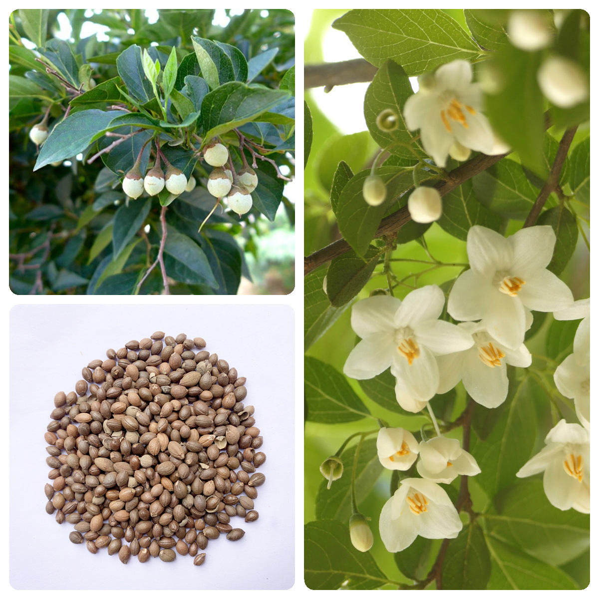 林木种子玉玲花种子白云树种子玉铃花种籽绿化庭院种子四季播种