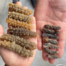 海参干货 淡干黄玉参 刺黄500g泡发10斤多 黄肉参