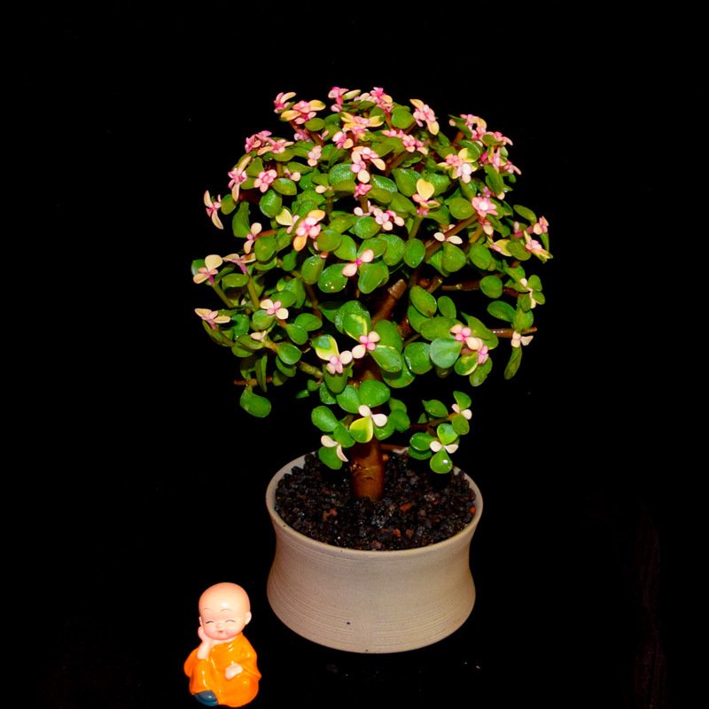 上海金枝玉叶-上海金枝玉叶厂家,品牌,图片,热帖-阿里巴巴