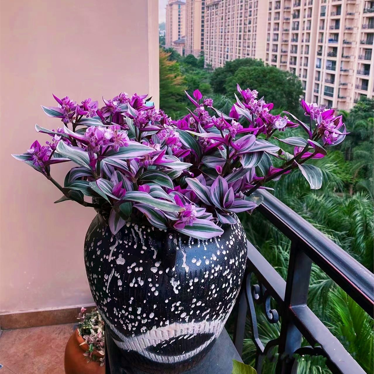 油画婚礼懒人花新品吊兰好养活爆盆绿植盆栽花卉植物室内阳台