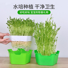 无土栽培水培蔬菜设备豆芽发芽盆芽苗菜育苗托盘种植豆苗纸上种菜