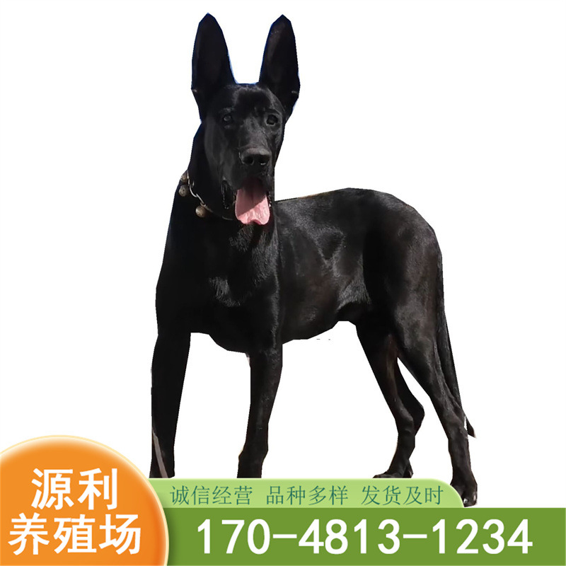 黑狼犬幼犬纯种巨型墨界纯黑色中华大型犬幼崽活体看家护卫犬黑狼