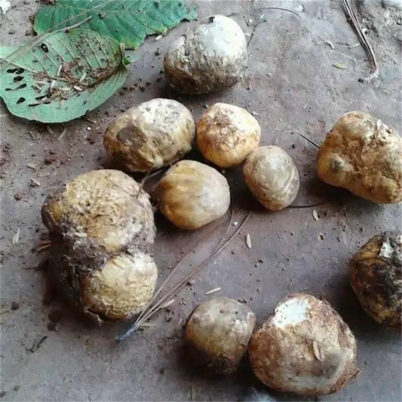 云南新鲜马皮泡新鲜马勃菌马粪包马屁包鸡枞孕妇儿童山珍菌菇