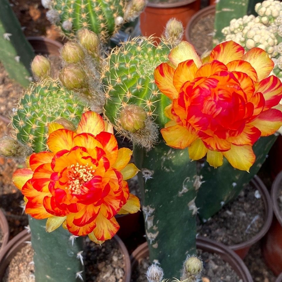 黄金荷花仙人球丽花套餐开花仙人掌多肉绿植盆栽吸甲醛迷你可嫁接