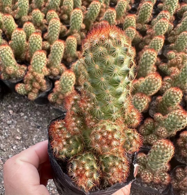 金手指仙人球趣味盆栽多肉植物基地直发-阿里巴巴