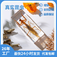 亚马逊电商爆款真实螳螂昆虫标本透明树脂工艺品摆件生物教学标本