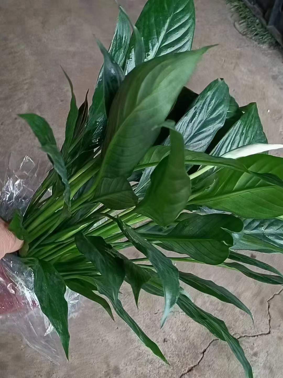 110杯本地特耐养美酒白掌一帆风顺中小绿植盆栽绿植墙绿化耐养