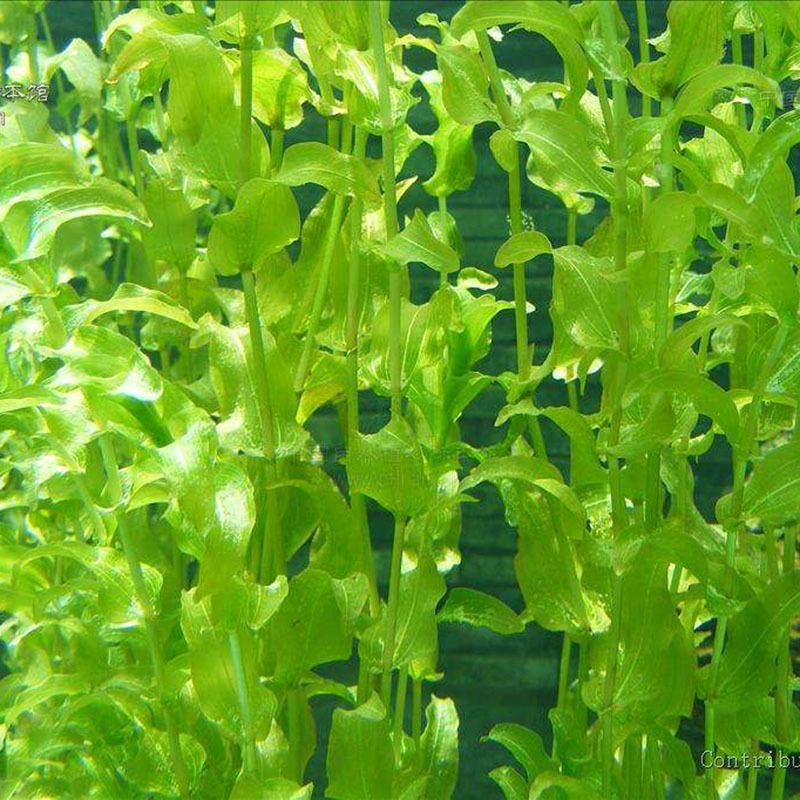 马来眼子菜竹叶眼子菜鱼缸造景池塘水体绿化沉水植物水生植物