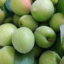 青梅鲜果现摘现发深山新鲜果乌梅酸梅采摘中诏安鲜梅子泡酿酒酵素