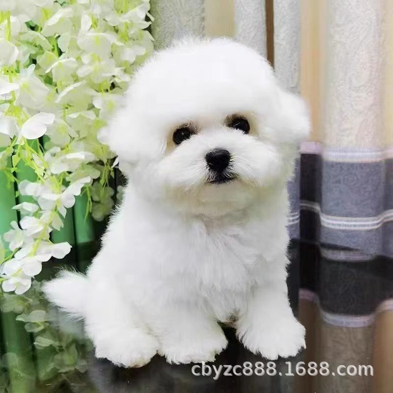 纯种比熊幼犬活体小体飞耳茶杯双血统比熊幼崽家养宠物狗狗活物