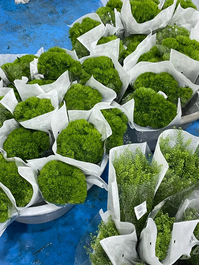 绿毛球鲜花批发云南鲜花直批婚庆布置花店摆摊用花社区团购货源