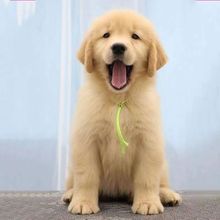费领养纯种金毛幼犬活体宠物大骨架血统巡回犬宠物狗_阿里巴巴找货