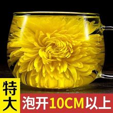 顶菊金丝皇菊大菊花茶一朵一杯头花独立小包装 批发1000朵