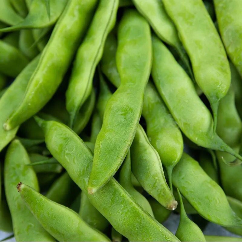 油豆角东北批发新鲜蔬菜九月青扁豆黑龙江开锅烂一点红面