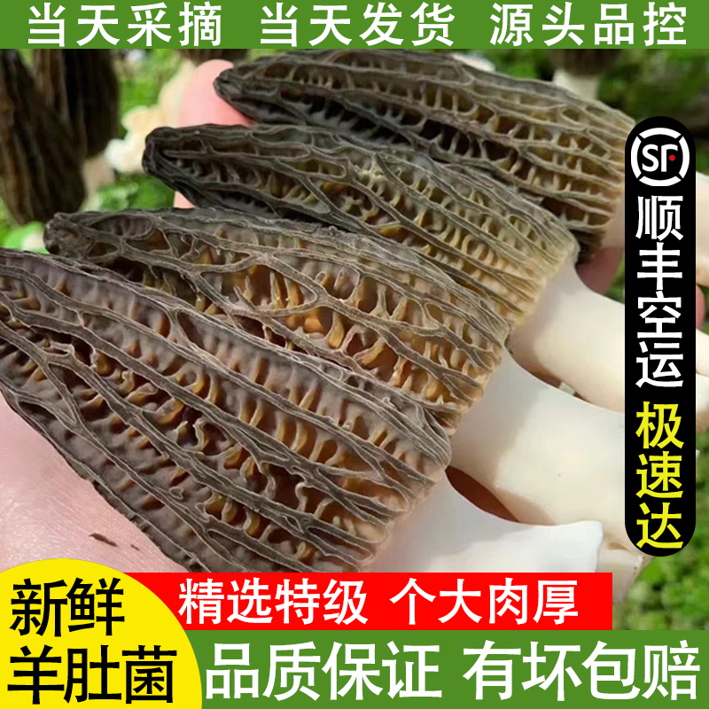 云南特产羊肚菌新鲜食用蘑菇精品鲜货牛肚美味菌菇礼盒装送礼佳品