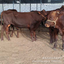 云南养殖品种系列的肉牛养殖 利木赞牛和鲁西黄牛的价格成本