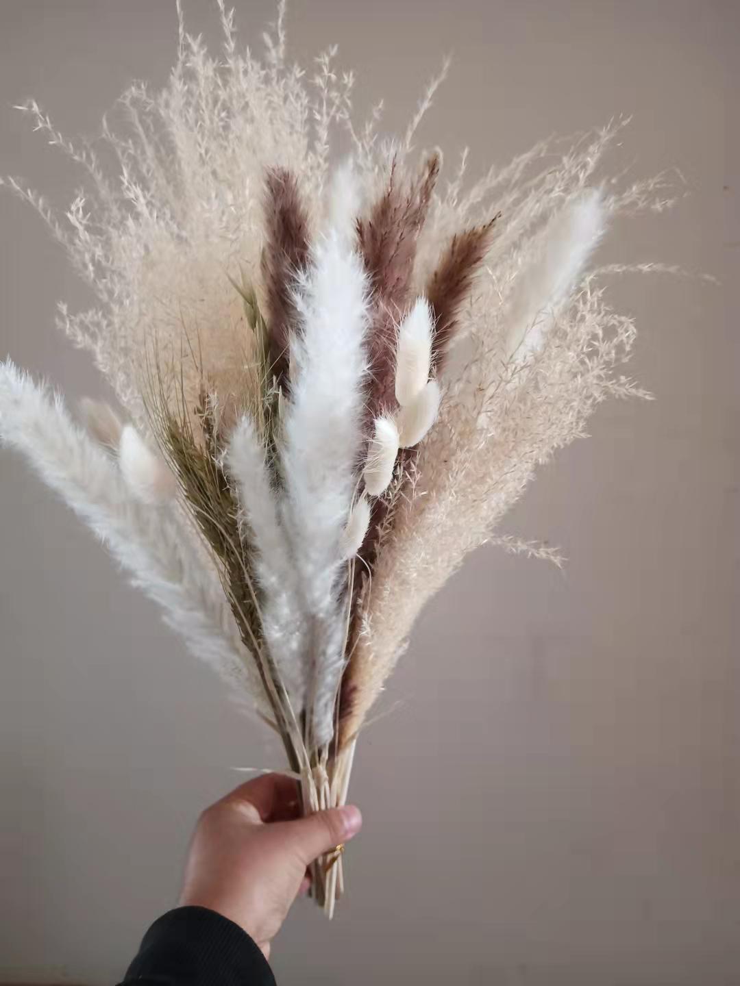 亚马逊花束60支蒲苇芦苇干花干草拂尘室内室外插花婚礼家居装饰