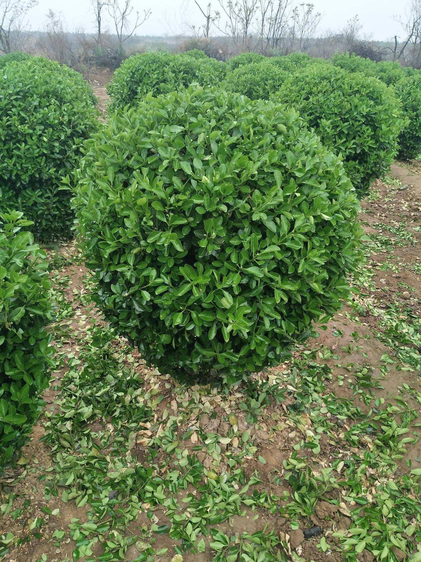基地批发大叶黄杨球冬青球卫矛球绿化球植物庭院绿化工程篱冬青球