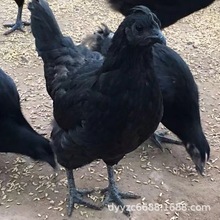 五黑鸡活体鸡苗 一斤活体五黑鸡鸡苗 纯种五黑鸡幼苗种蛋的价格