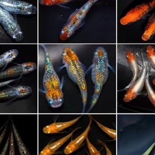观背青鳉淡水观赏鱼魔法鱼冷水鱼小锦鲤金鱼灵鳉水族活体宠物包邮