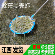 黑壳虾除藻虾观赏清洁虾工具虾草缸鱼缸造景宠物活体饲料包邮