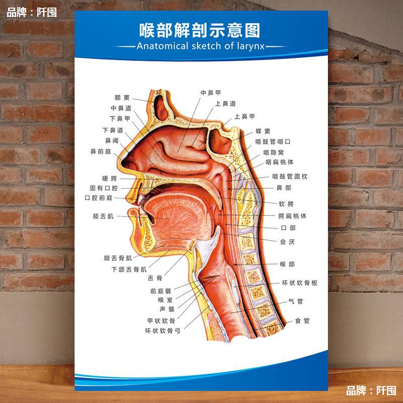 耳鼻喉解剖图墙贴人体解剖图结构示意图内脏器官医院挂图装饰挂画