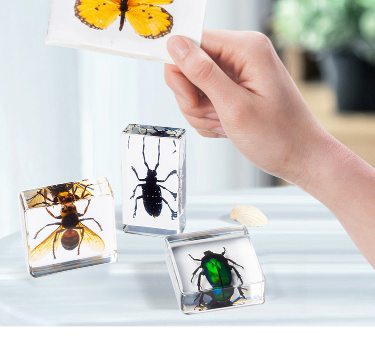 千千谷儿童科普认知自然科学标本幼儿园早教包埋式树脂昆虫标本
