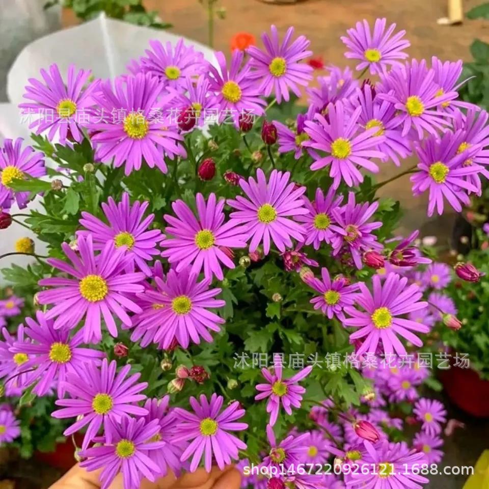 姬小菊种子荷兰菊花阳台室内室外多年生耐寒花种籽子香草植物种子