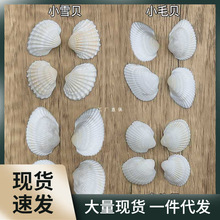【螺贝艺】天然白色贝壳材料地中海家居装饰墙贴DIY地台打孔海螺