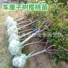 嫁接樱桃树苗特大樱桃树带土球庭院地栽盆栽南方北方种植当年结果