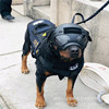 Working dogs Take precautions against riot Helmet Goggles camera Dogs Headgear science and technology Is power Protective Equipment