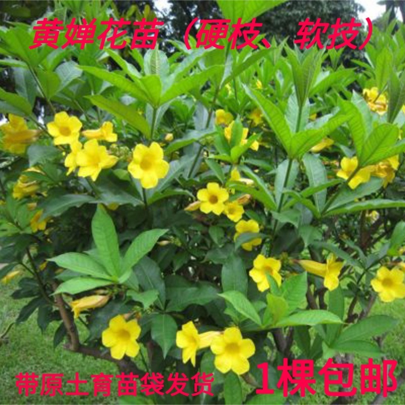 一件代发黄蝉花盆栽植物花苗四季金蝉花庭院阳台好养耐晒开花不断