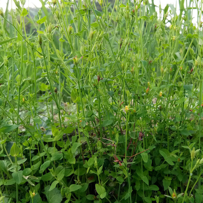 田基黄 地耳草 黄花草 雀舌草500克干品整株田基王包邮