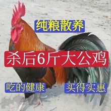 大公鸡农家散养笨公鸡新鲜鸡肉整只走地鸡草鸡柴鸡跑山鸡活鸡现杀