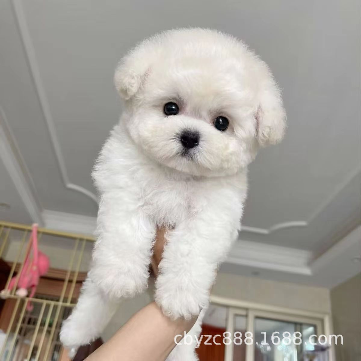 双血统比熊幼犬活体纯种比熊茶杯犬小型犬宠物犬宠物狗伴侣犬小狗