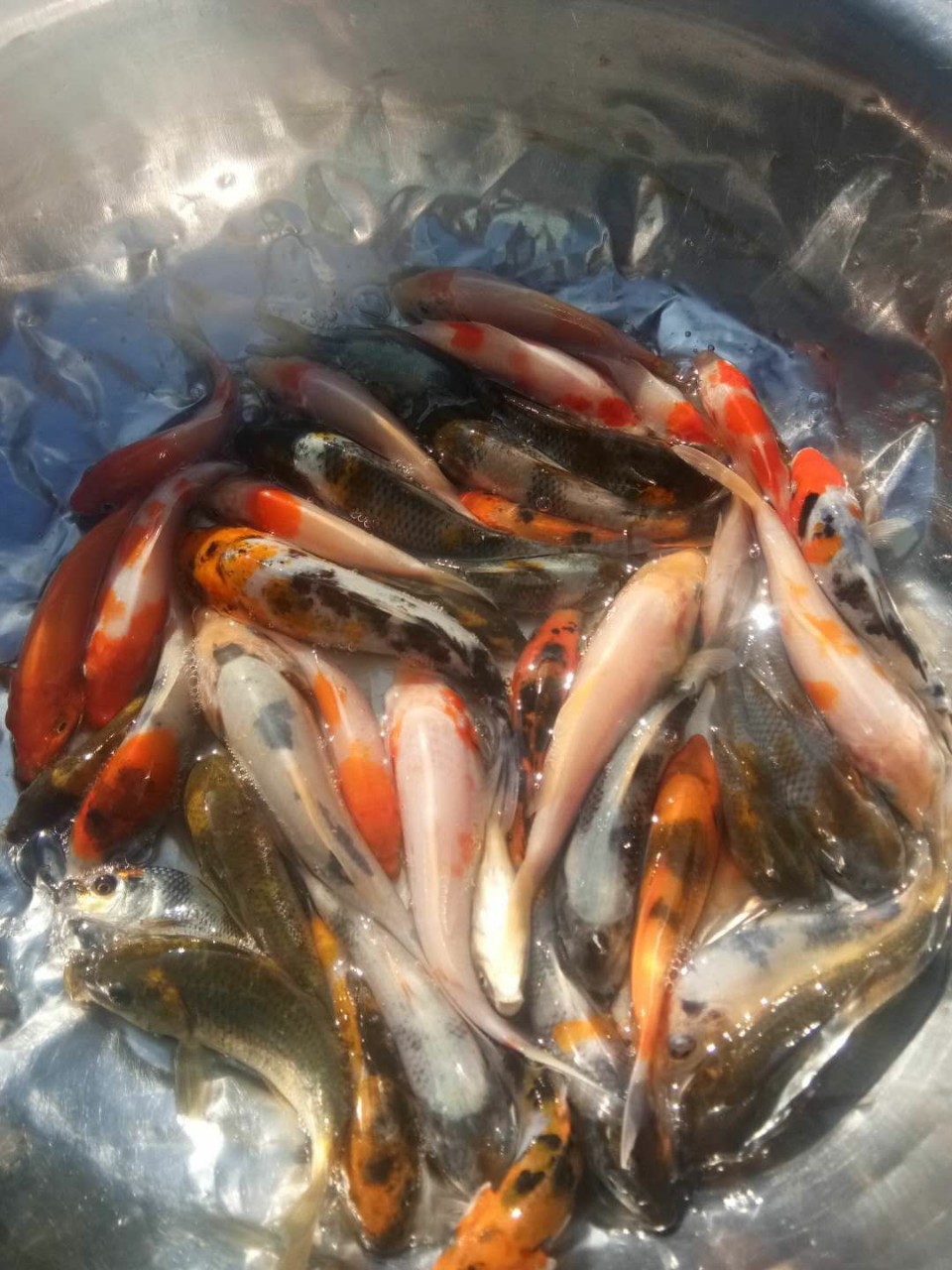 锦鲤鱼苗日本锦鲤鱼苗大量批发各种品质锦鲤鱼苗