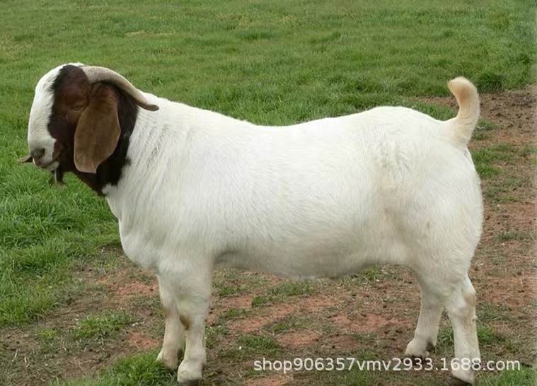 纯种波尔山羊活羊羊羔小公羊小羊羔活苗大体波尔羊种羊活羊羊活体