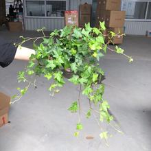 【基地直批】110#高脚杯常春藤盆栽植物室内爬藤植物常青藤长春藤