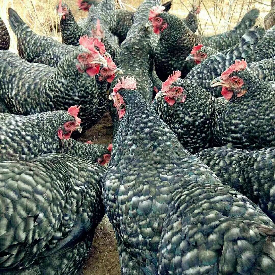 芦花鸡纯种活苗 一斤汶上芦花鸡苗 高产蛋芦花鸡苗 芦花鸡苗价格