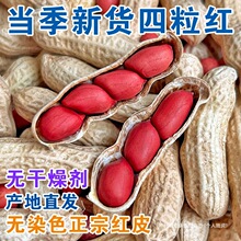 农家花生带壳红皮花生米花生红衣2024晒干的四粒新鲜生种子熟新货