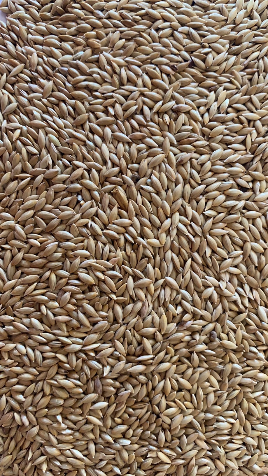 进口加纳利子-阿里巴巴