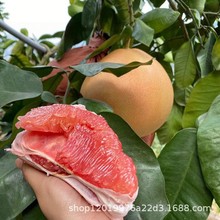 福建平和红心柚子红肉蜜柚斤新鲜红柚礼盒管溪非三水果中秋柚厂家
