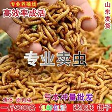 面包虫活体黄粉虫活体大麦虫八哥乌龟小鸟食活虫仓鼠饲料虫子钓鱼