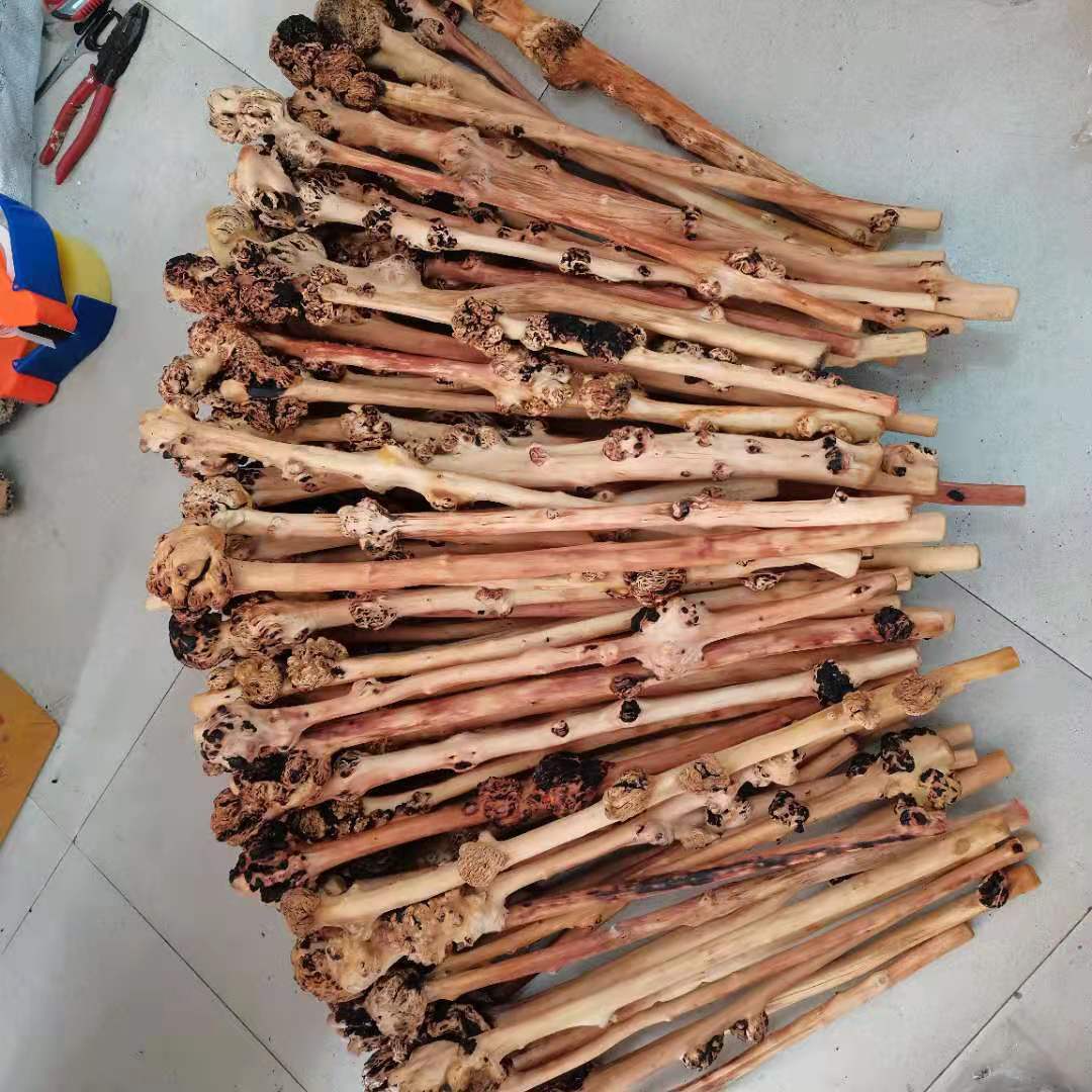 黑果木树瘤 (6)
