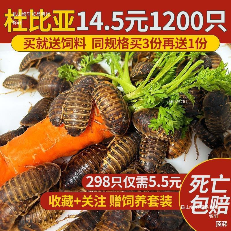 杜比亚蟑螂 昆虫 爬宠 活饵 饲料-阿里巴巴