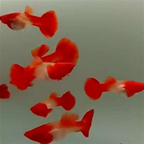 鸿运当头红头孔雀鱼包邮热带鱼转运鱼精品活体种鱼种鱼纯种包邮