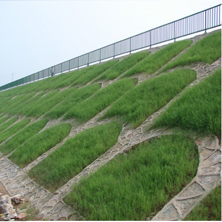 高羊茅草坪种子冷暖四季常青园林工程护坡庭院用耐踩出芽覆绿新收