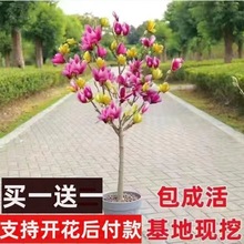 正宗玉兰树苗大全四季浓香型多色红广玉兰大苗耐寒庭院植物绿化苗