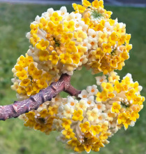 一件代发庭院植物结香苗结香花苗结香大小苗金腰袋打结花梦冬花喜